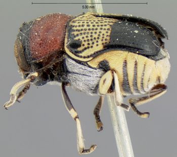 Media type: image;   Entomology 35253 Aspect: habitus lateral view